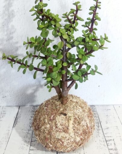 Kokedama Jade "planta de la abundancia"