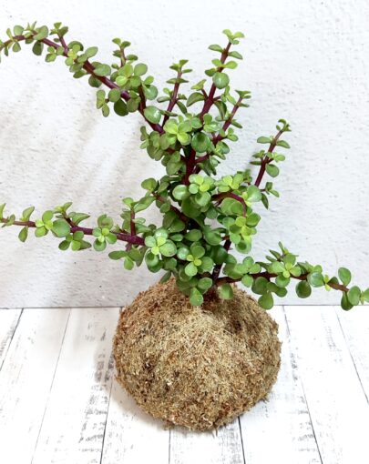 Kokedama Jade "planta de la abundancia"