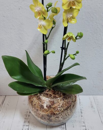 Orquídea Amarilla L