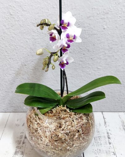 Orquídea Blanca centro Morada S