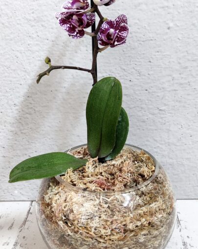 Orquídea Blanca-Morada Jaspeada S