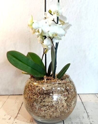 Orquídea Blanca S