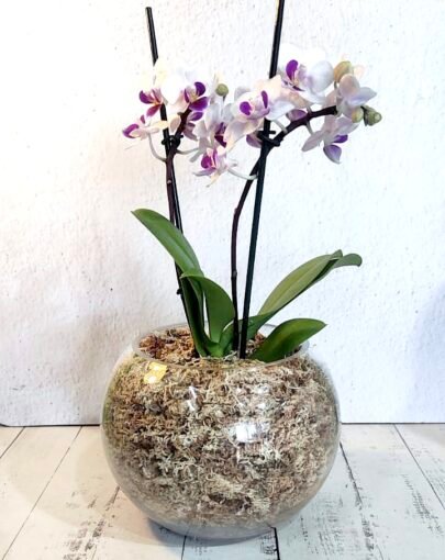 Orquídea Blanca con pintas morado M