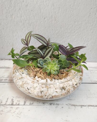 Terrario circular bajo suculentas L