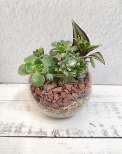 Terrario circular suculentas S
