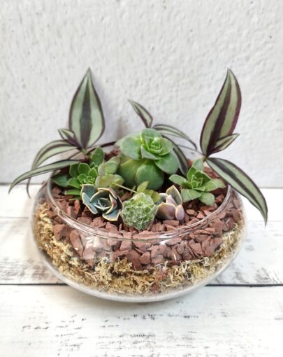 Terrario circular bajo suculentas M