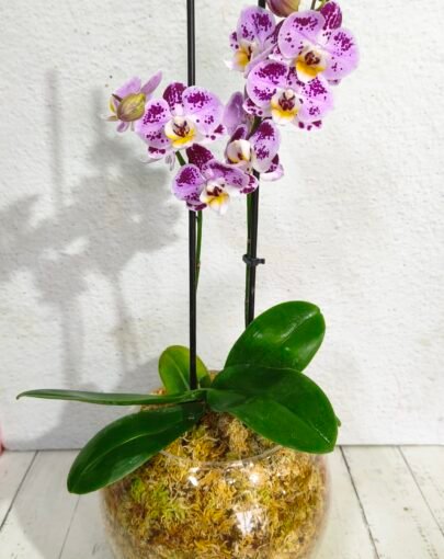Orquídea Morada, Rosada con pintas amarillas