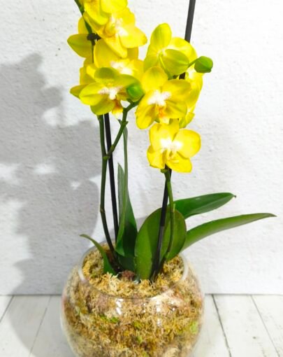 Orquídea Amarilla M