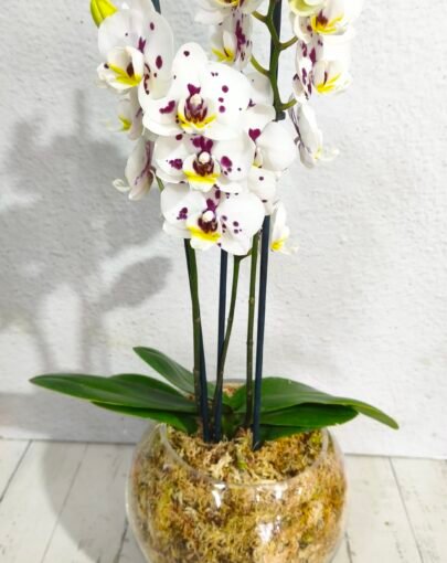 Orquídea Blanca con pintas moradas M