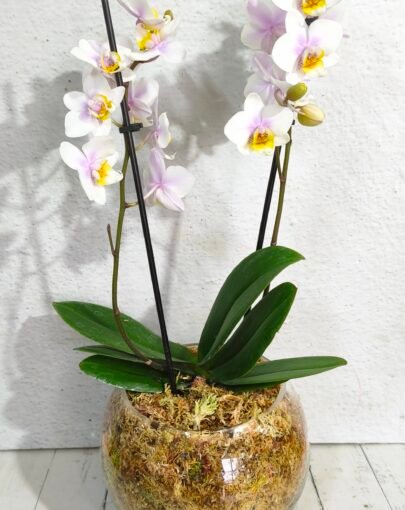 Orquídea Rosada con pintas amarillas M