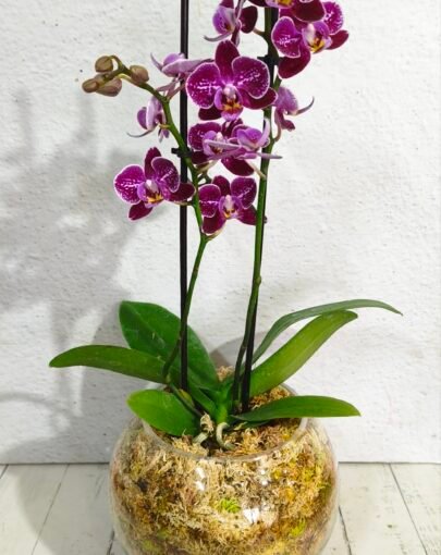 Orquídea Morada M