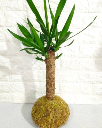 Kokedama Yuca