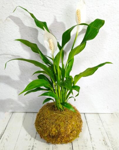 Kokedama Spatifilium "Planta purificadora de aire"