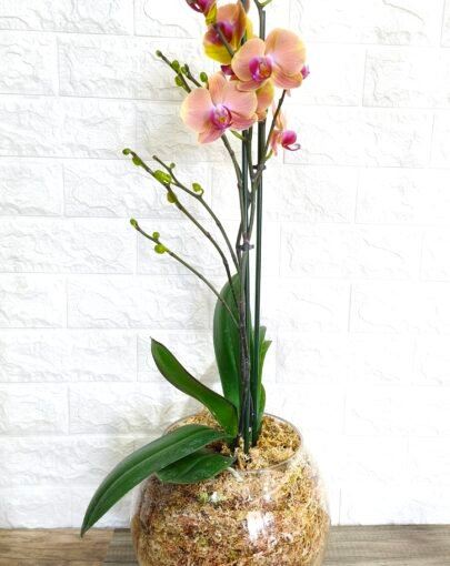 Maxi Orquídea Durazno