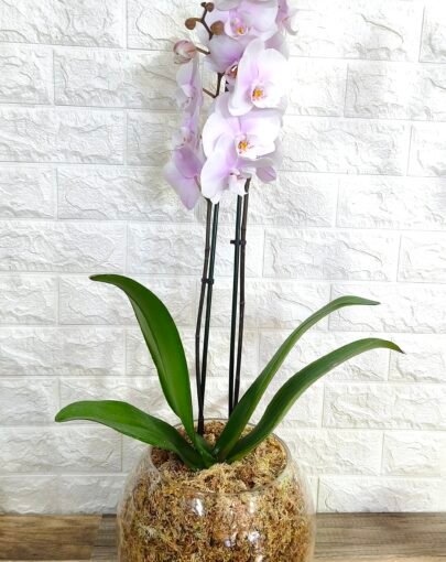 Maxi Orquídea Rosado Claro