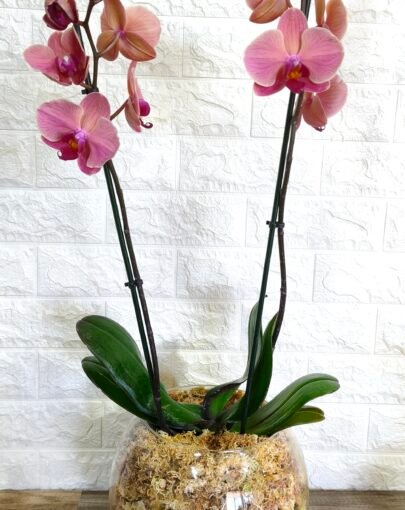 Maxi Orquídea Coral