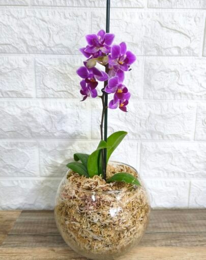 Orquídea Morada S