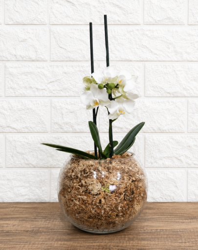 Orquídea blanca S