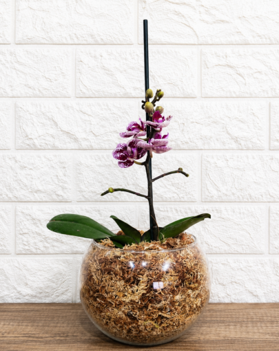 Orquídea morada S