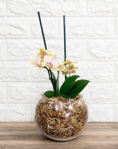 Orquídea amarilla pastel S