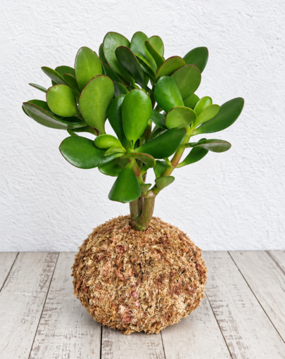 Kokedama Jade Ovata"planta de la abundancia"
