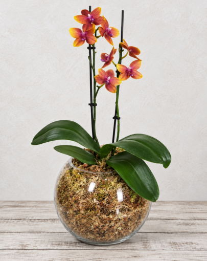 Orquídea Coral