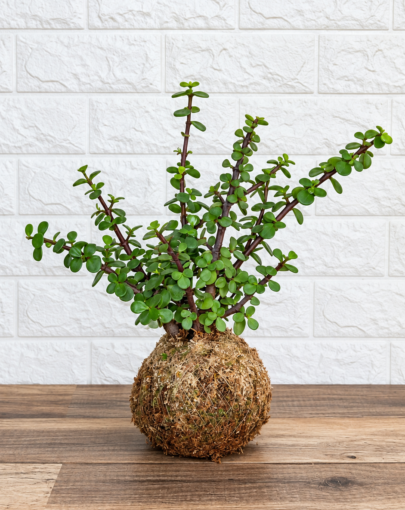 Kokedama Jade "planta de la abundancia"