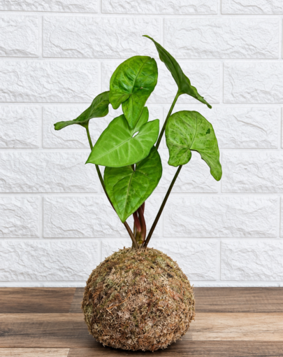 Kokedama Singonio M
