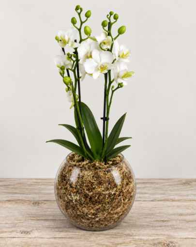 Orquídea Blanca