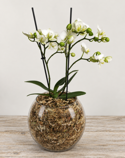 Orquídea Blanca
