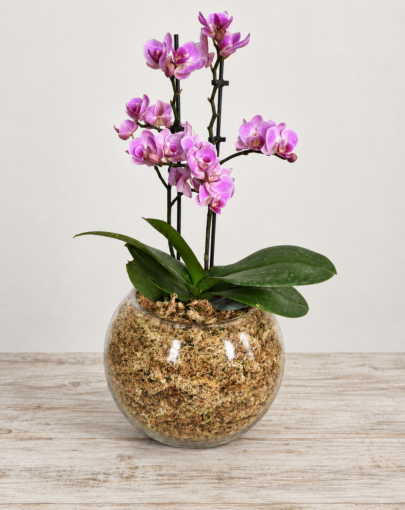 Orquídea Rosada