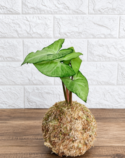 Kokedama Singonio S