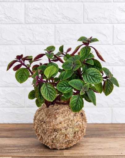 Kokedama Dólar negro