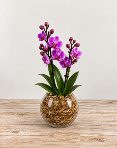Orquídea fucsia